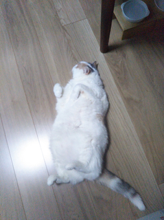 2019_0708_嬉しいプレゼント4.jpg